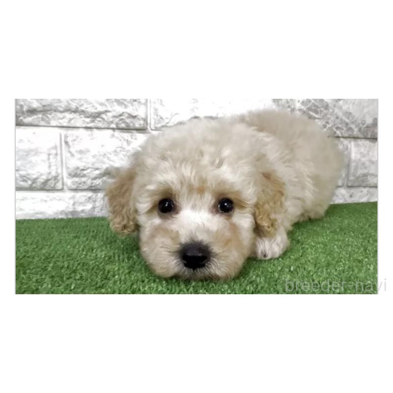 販売中の埼玉県のビションプー:ビションフリーゼ×トイプードル-447562の2枚目