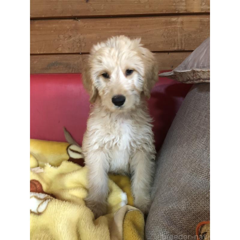 販売中の兵庫県のゴールデンドゥードル:ゴールデンレトリーバー×プードル-444195