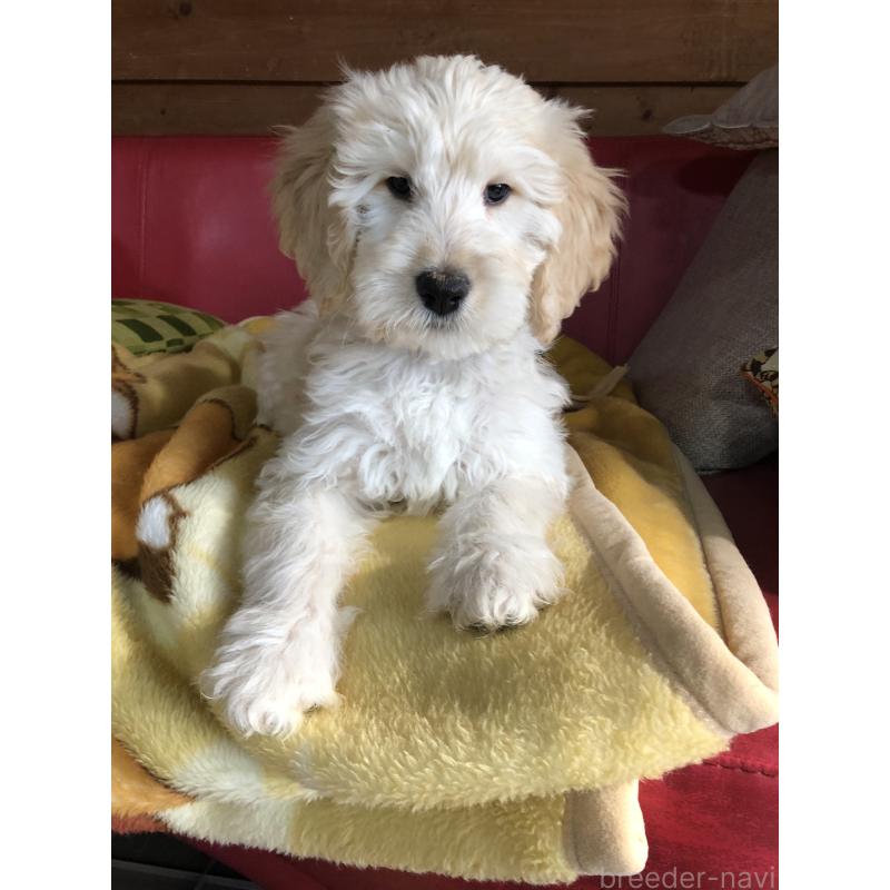 販売中の兵庫県のゴールデンドゥードル:ゴールデンレトリーバー×プードル-444194