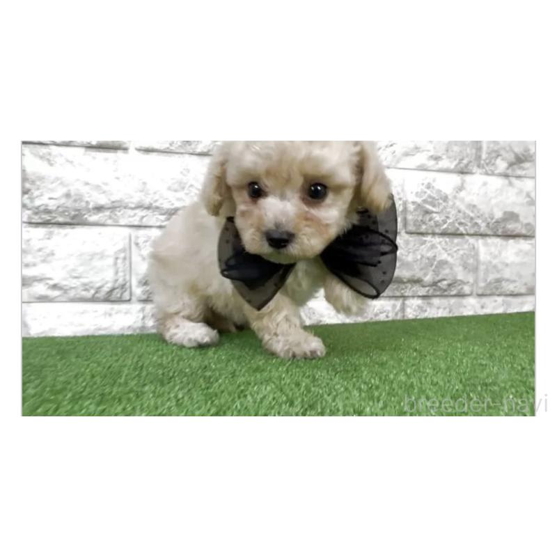 販売中の埼玉県のビションプー:ビションフリーゼ×トイプードル-447564の2枚目