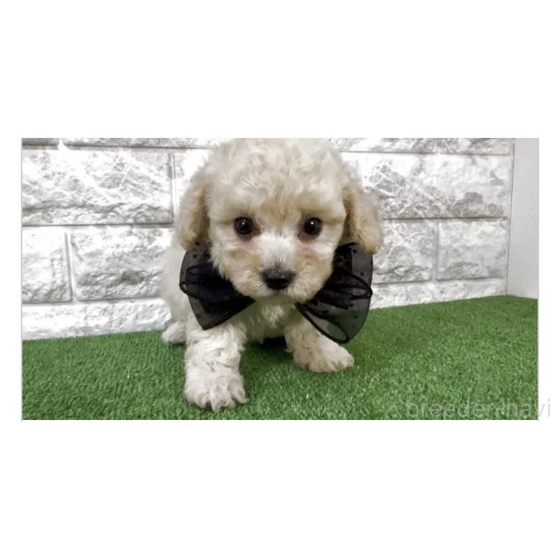 販売中の埼玉県のビションプー:ビションフリーゼ×トイプードル-447564の3枚目