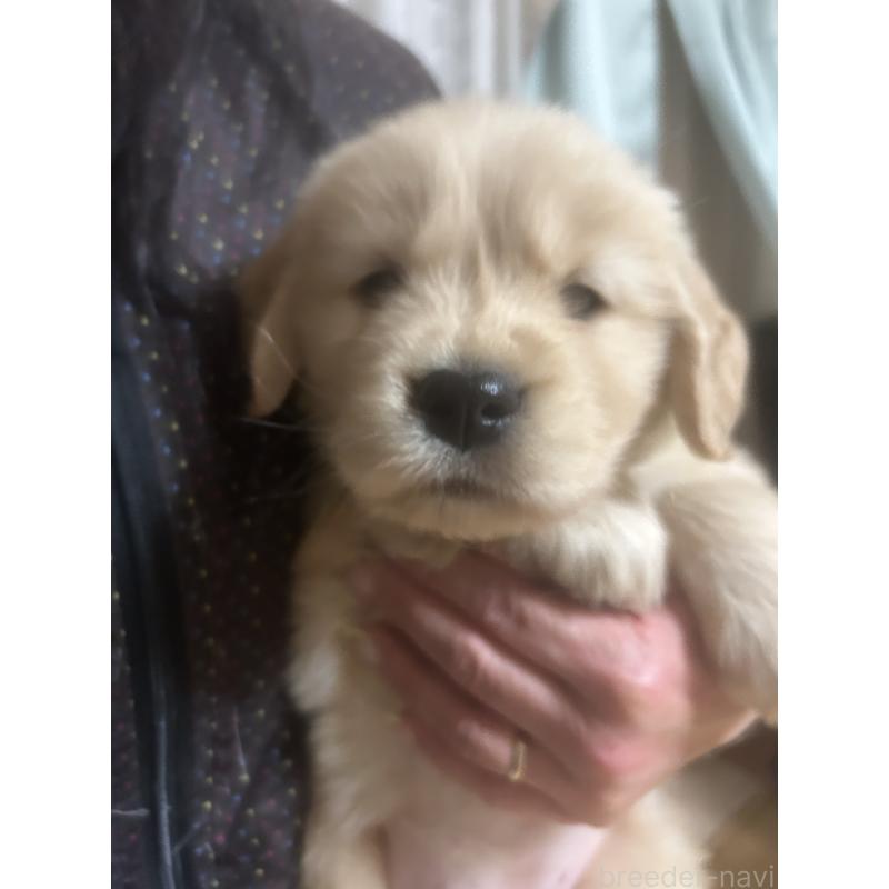 商談中の福岡県のゴールデンレトリーバー-438201の2枚目