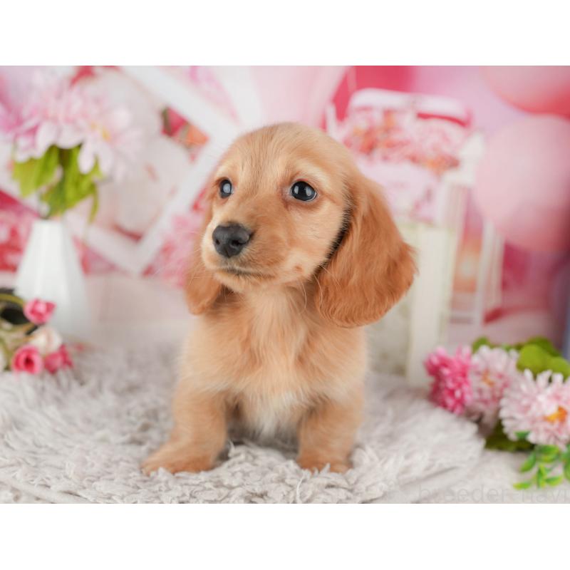 販売中の茨城県のミニチュアダックスフンド(ロングヘアード)-447579の11枚目