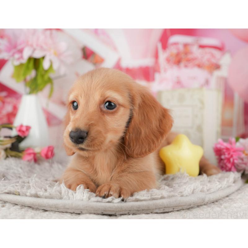 販売中の茨城県のミニチュアダックスフンド(ロングヘアード)-447579の8枚目