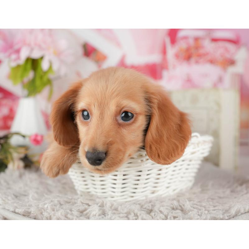 販売中の茨城県のミニチュアダックスフンド(ロングヘアード)-447579の6枚目