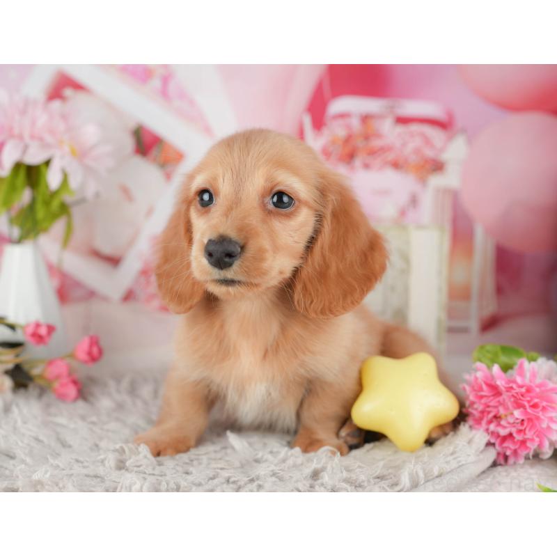 販売中の茨城県のミニチュアダックスフンド(ロングヘアード)-447579の5枚目