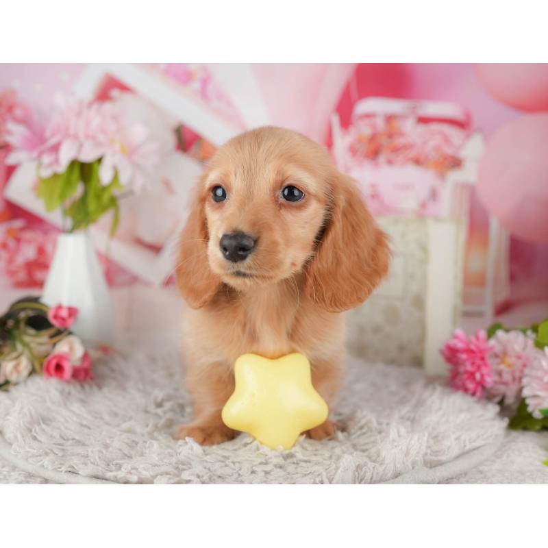 販売中の茨城県のミニチュアダックスフンド(ロングヘアード)-447579の4枚目