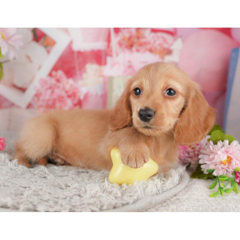 販売中の茨城県のミニチュアダックスフンド(ロングヘアード)-447579の3枚目