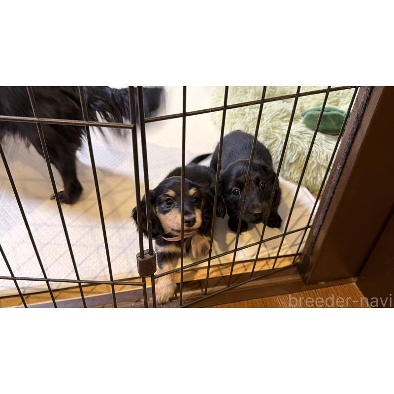 販売中の東京都のカニンヘンダックスフンド(ロングヘアード)-447565の2枚目