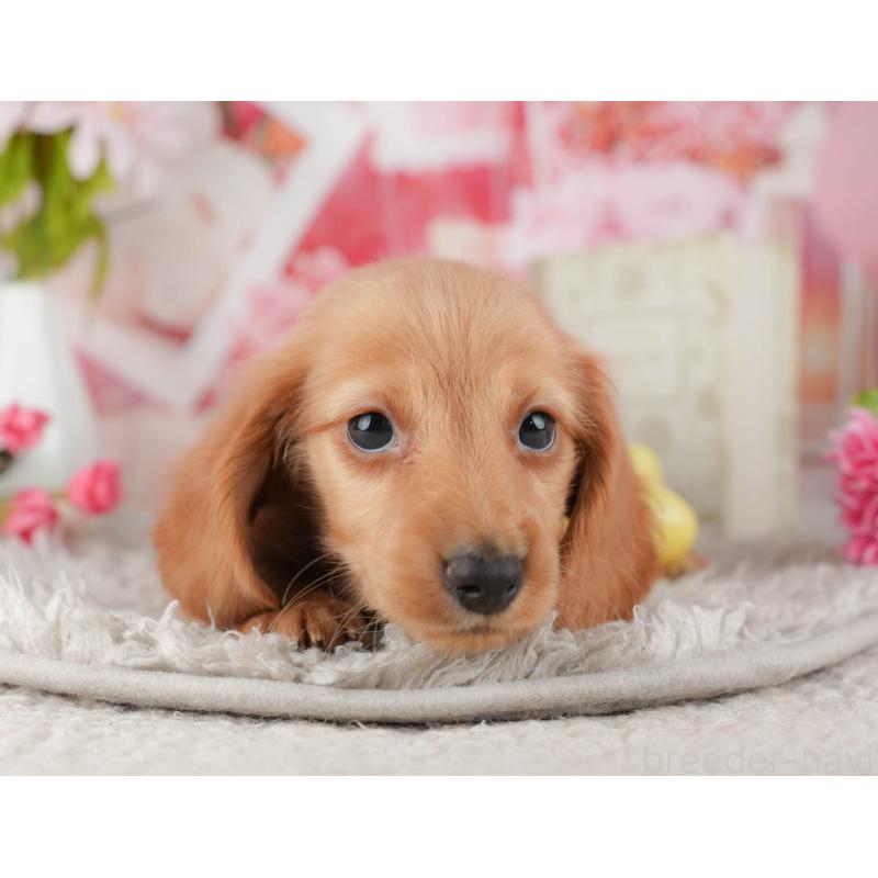 販売中の茨城県のミニチュアダックスフンド(ロングヘアード)-447579の2枚目