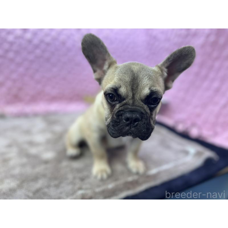 販売中の茨城県のフレンチブルドッグ-447566の10枚目