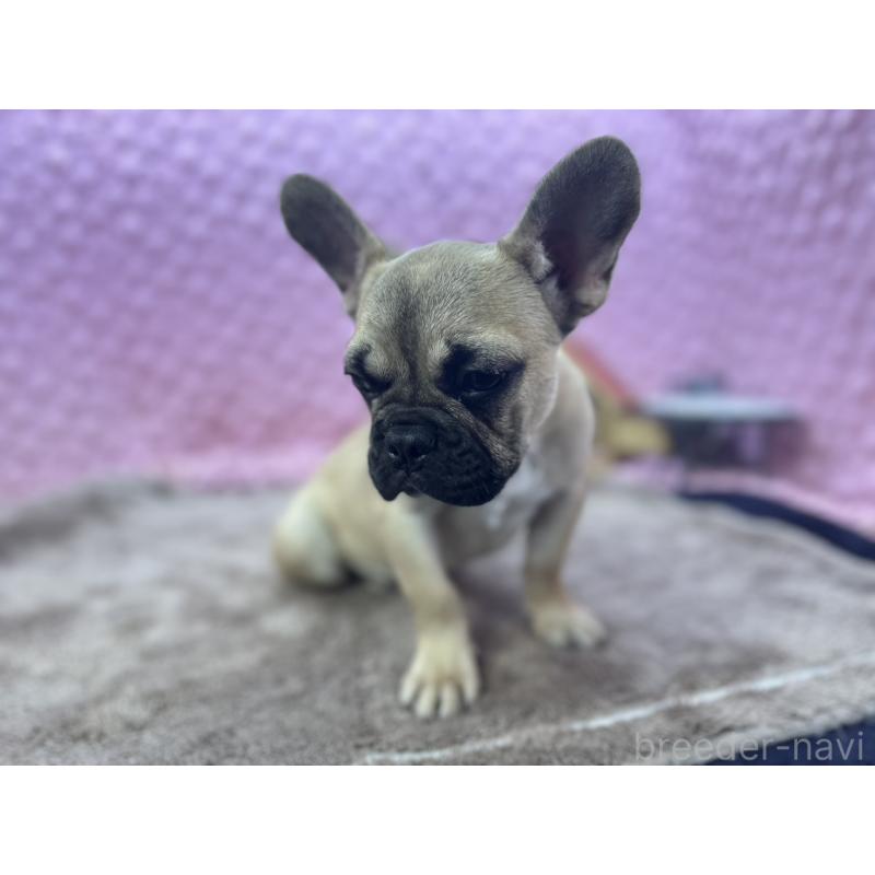 販売中の茨城県のフレンチブルドッグ-447566の8枚目