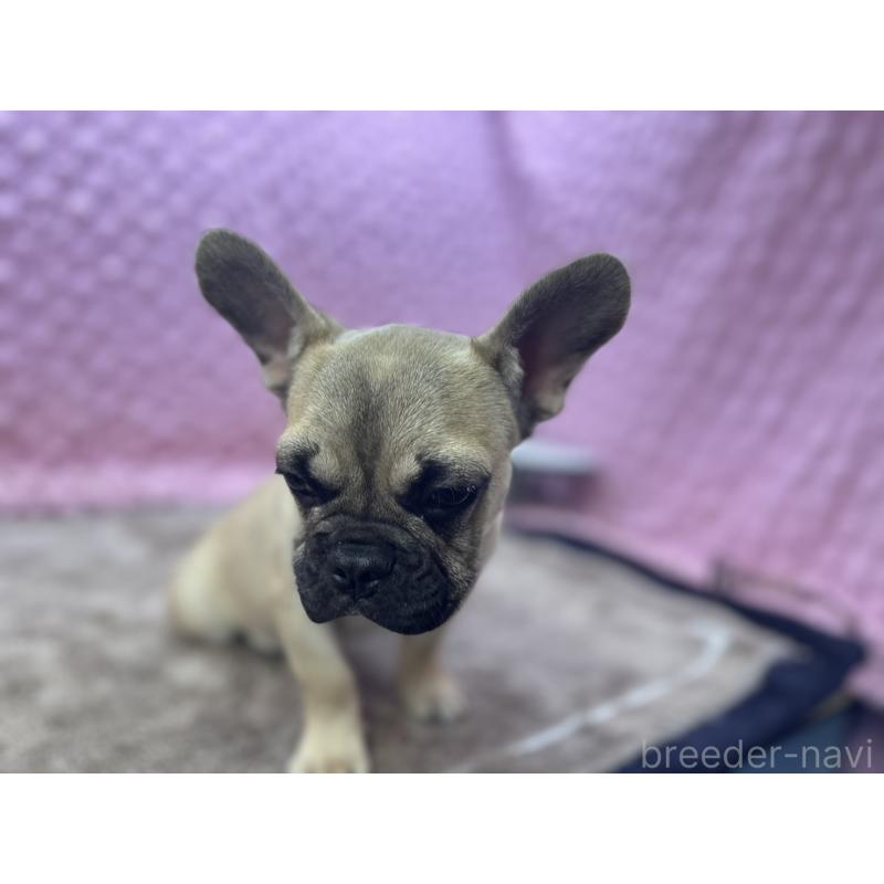 販売中の茨城県のフレンチブルドッグ-447566の7枚目