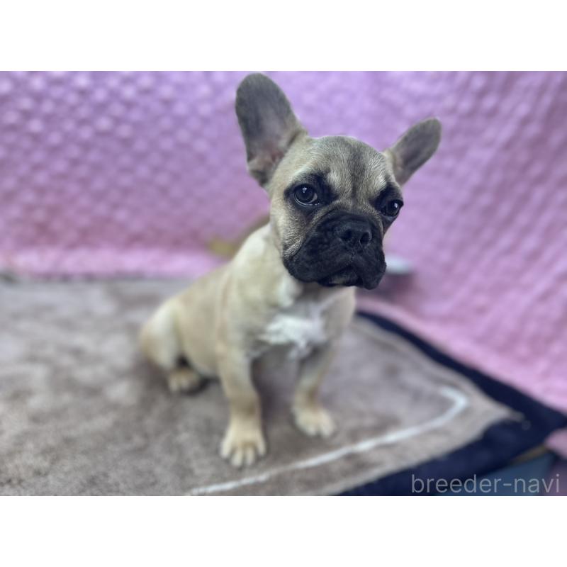 販売中の茨城県のフレンチブルドッグ-447566の6枚目
