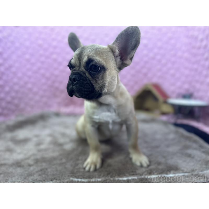 販売中の茨城県のフレンチブルドッグ-447566の5枚目