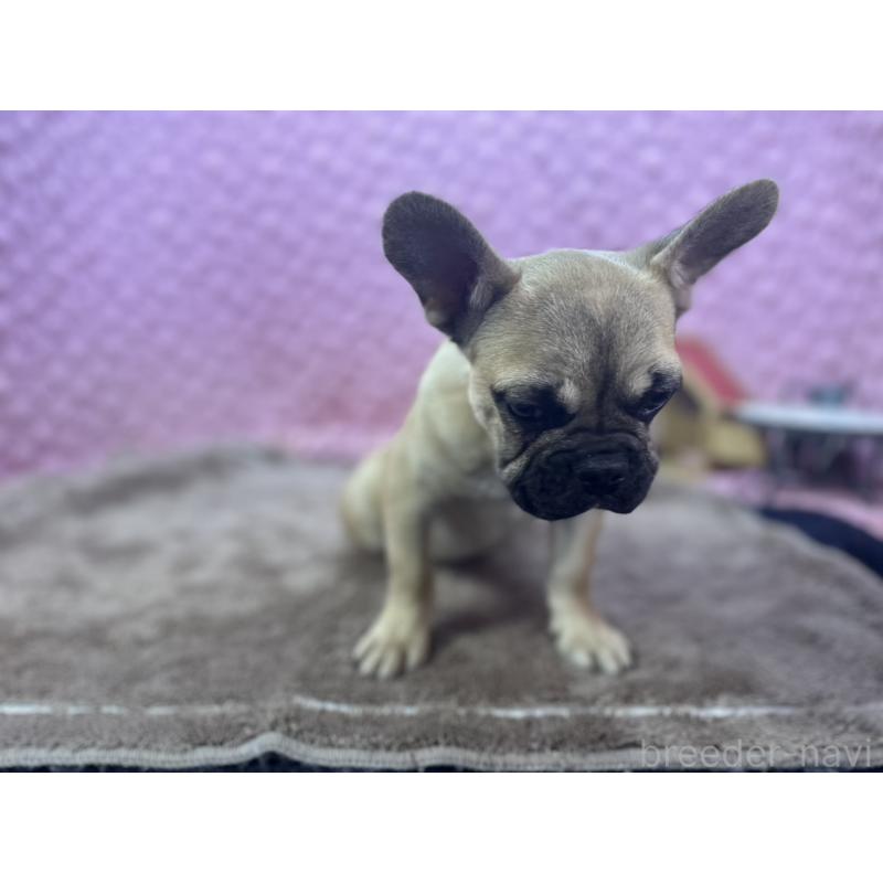 販売中の茨城県のフレンチブルドッグ-447566の4枚目