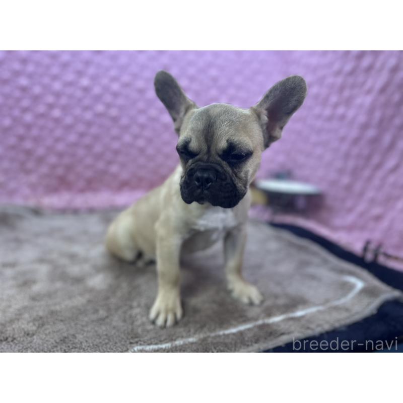 販売中の茨城県のフレンチブルドッグ-447566の3枚目