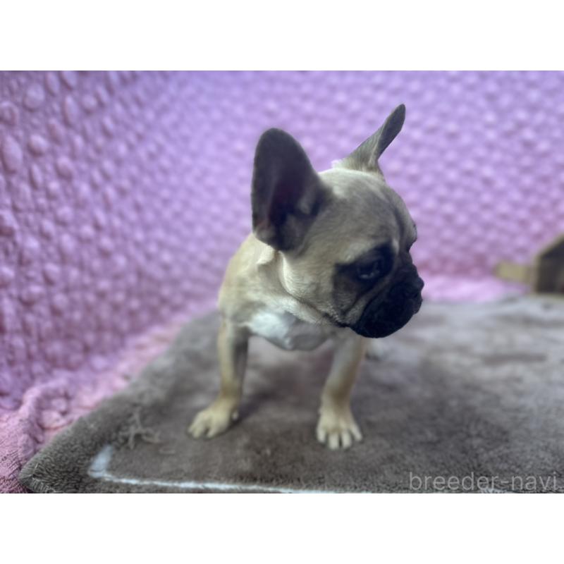販売中の茨城県のフレンチブルドッグ-447566の2枚目