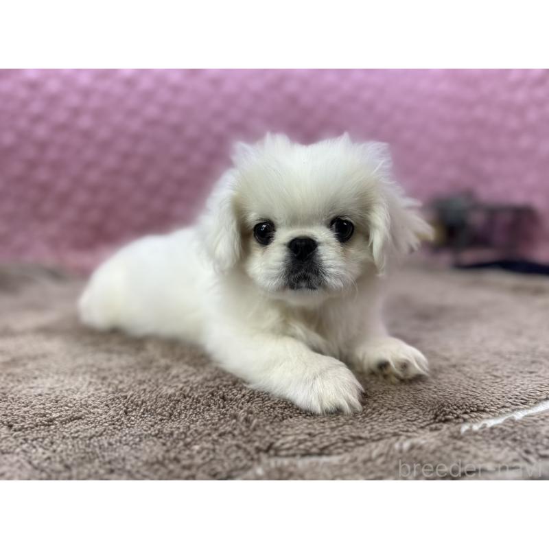 販売中の茨城県のペキニーズ-447567の1枚目