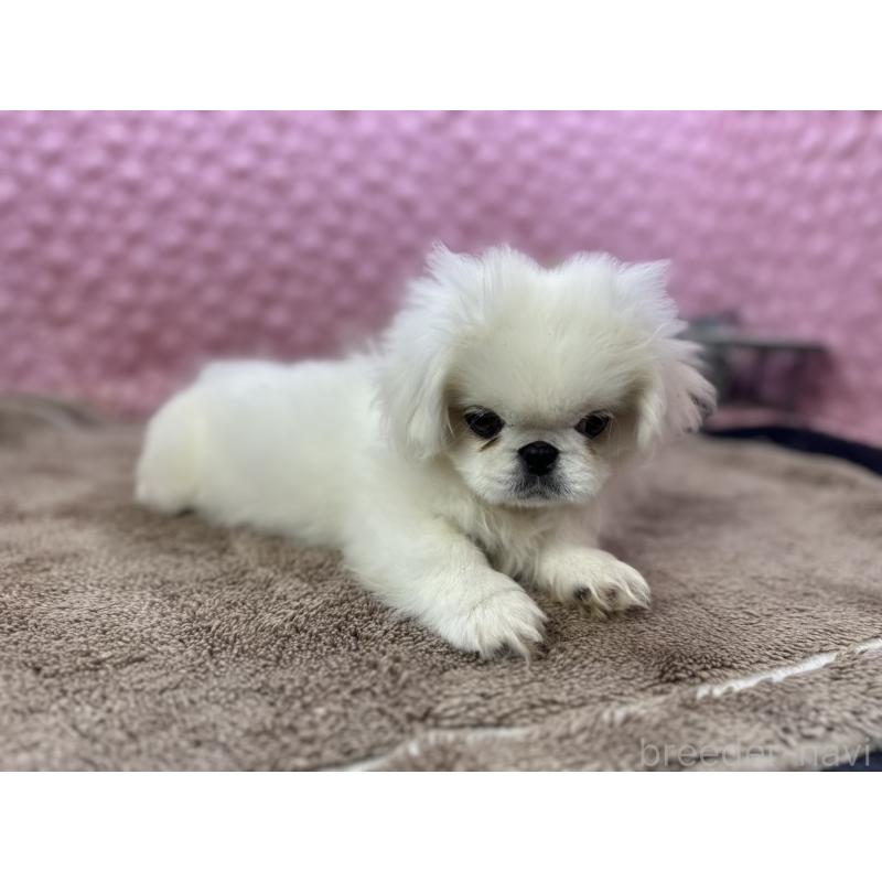 販売中の茨城県のペキニーズ-447567の15枚目