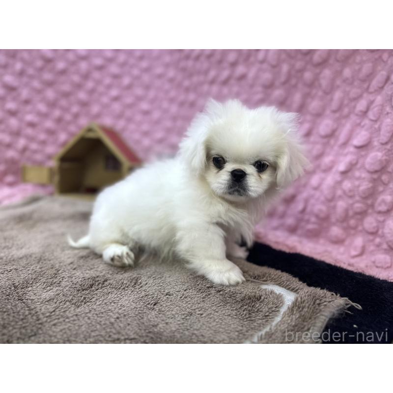 販売中の茨城県のペキニーズ-447567の14枚目