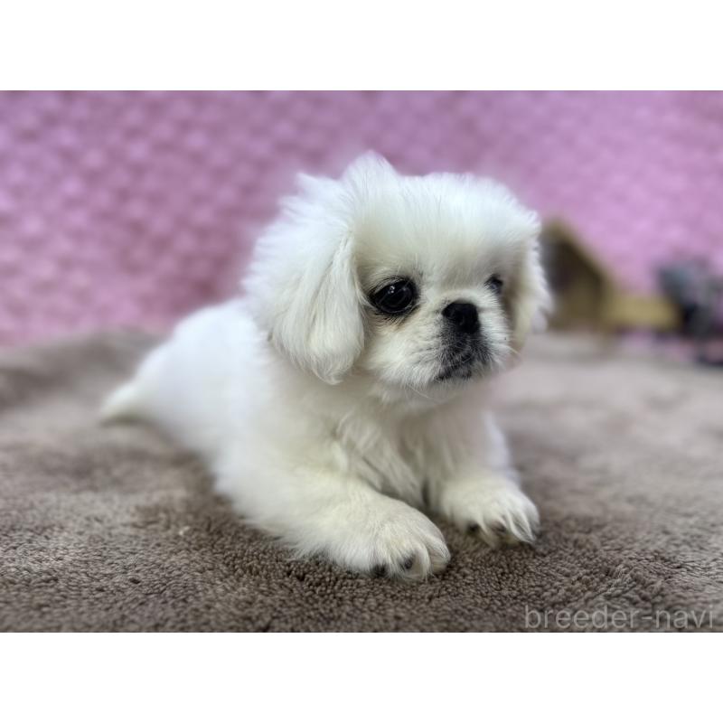 販売中の茨城県のペキニーズ-447567の13枚目