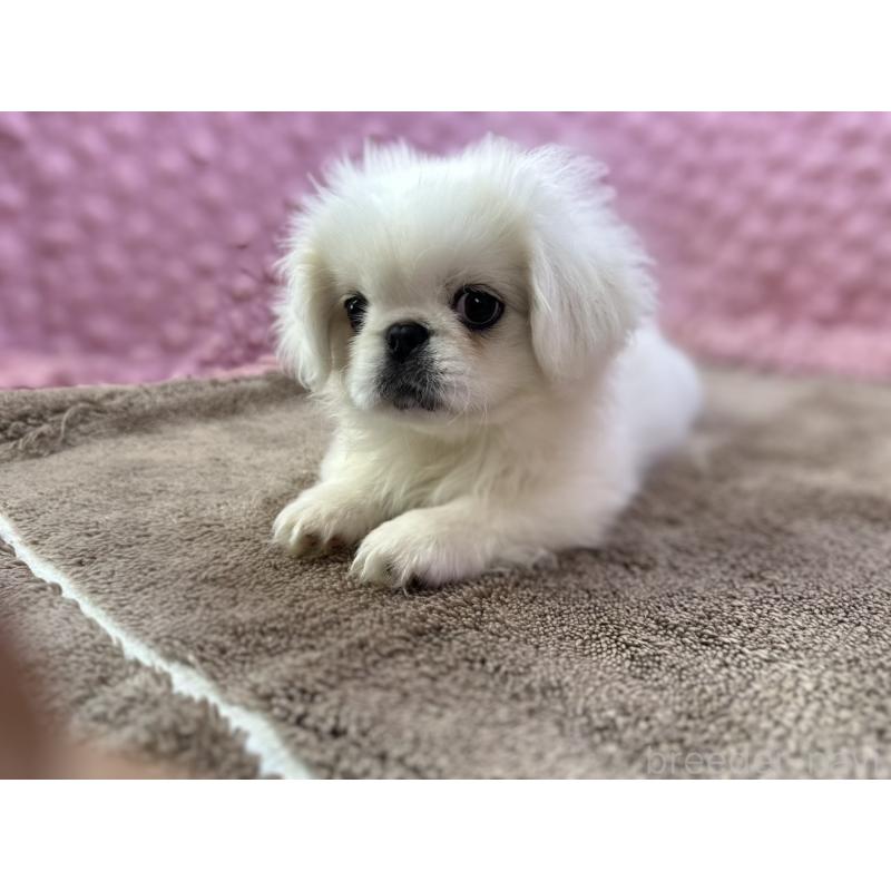 販売中の茨城県のペキニーズ-447567の12枚目