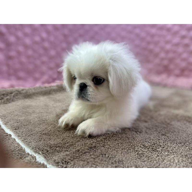 販売中の茨城県のペキニーズ-447567の10枚目