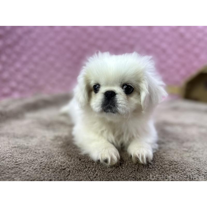 販売中の茨城県のペキニーズ-447567の11枚目