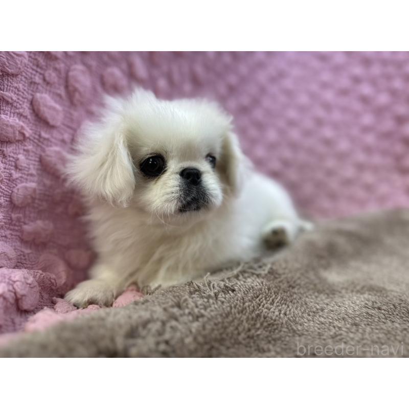 販売中の茨城県のペキニーズ-447567の9枚目