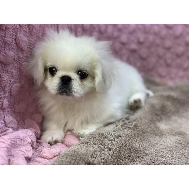 販売中の茨城県のペキニーズ-447567の7枚目