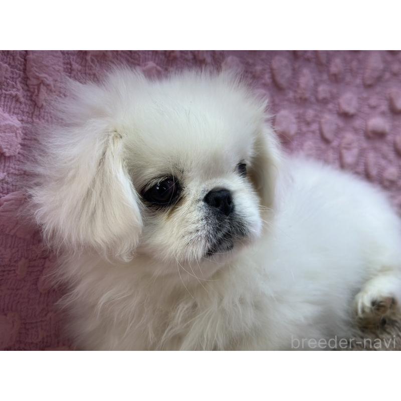 販売中の茨城県のペキニーズ-447567の6枚目