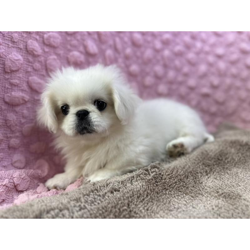 販売中の茨城県のペキニーズ-447567の5枚目