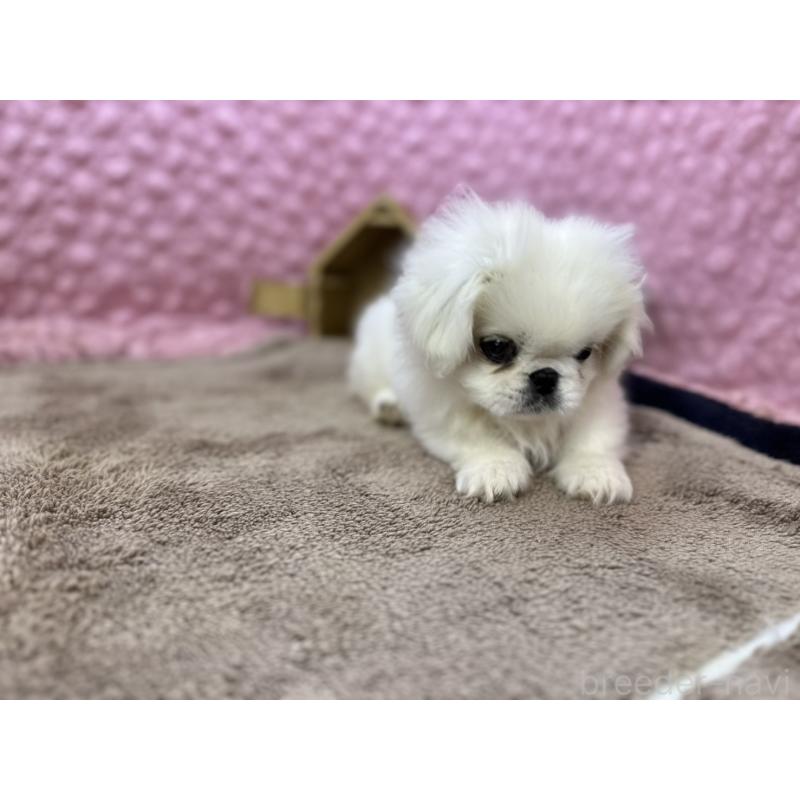販売中の茨城県のペキニーズ-447567の4枚目