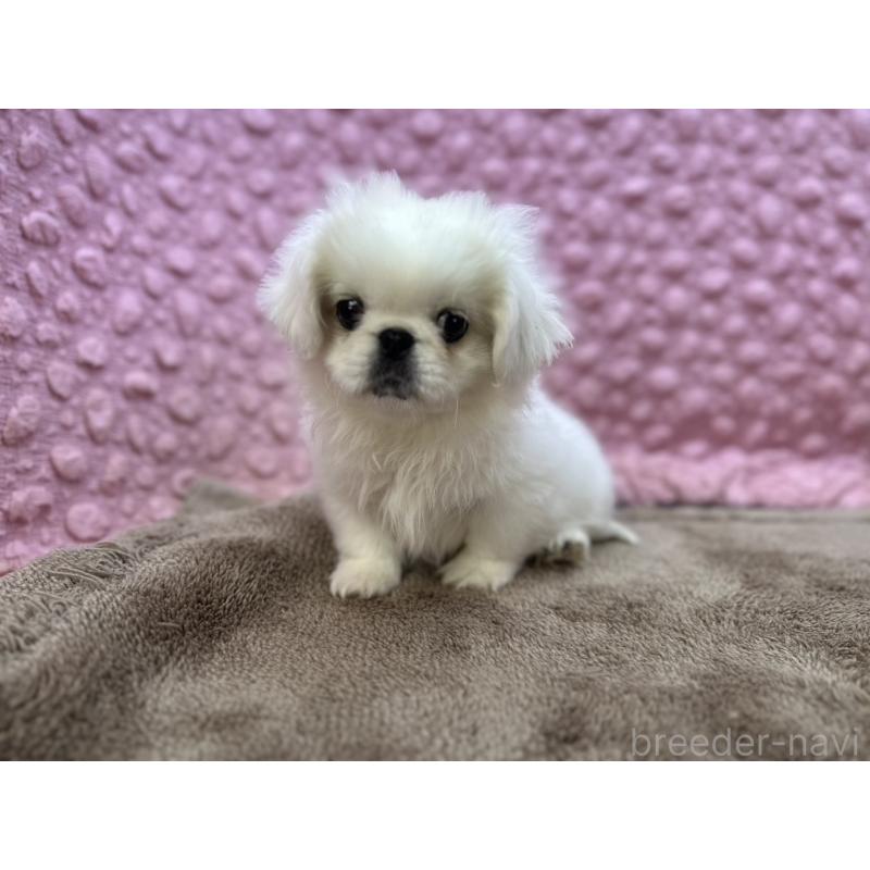 販売中の茨城県のペキニーズ-447567の3枚目