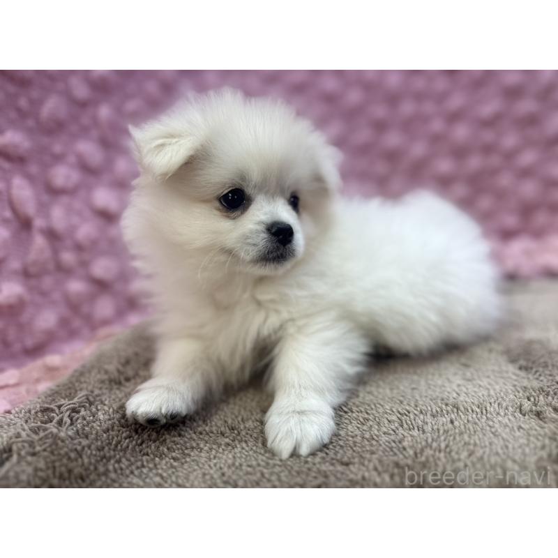 販売中の茨城県のポメラニアン-447569の13枚目