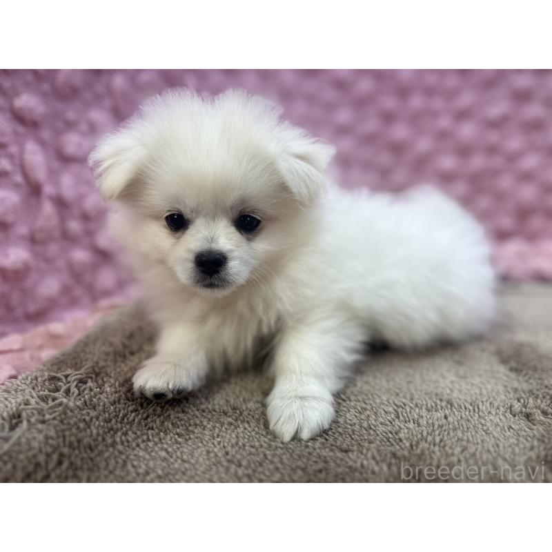 販売中の茨城県のポメラニアン-447569の12枚目