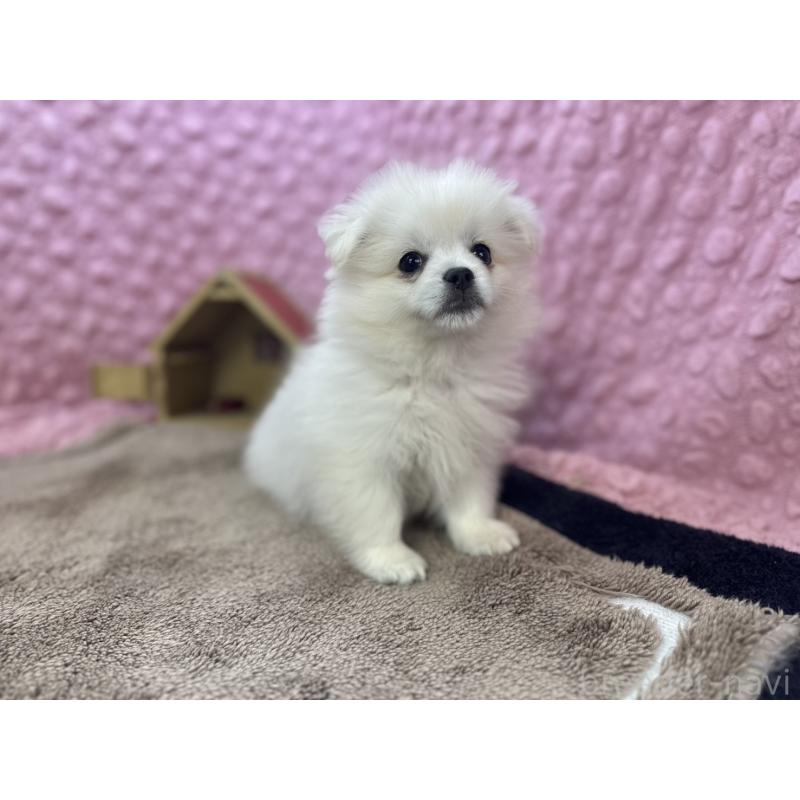 販売中の茨城県のポメラニアン-447569の1枚目
