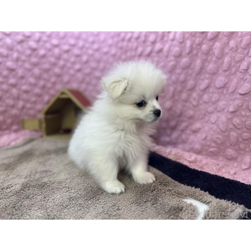 販売中の茨城県のポメラニアン-447569の11枚目