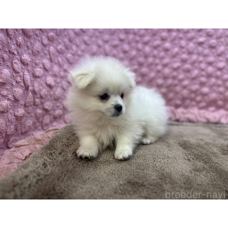 販売中の茨城県のポメラニアン-447569の10枚目