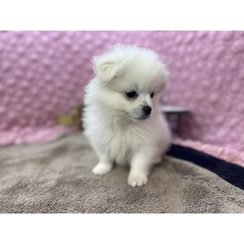 販売中の茨城県のポメラニアン-447569の9枚目