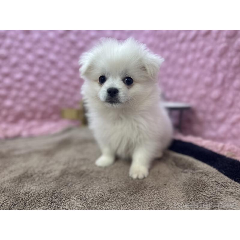 販売中の茨城県のポメラニアン-447569の8枚目