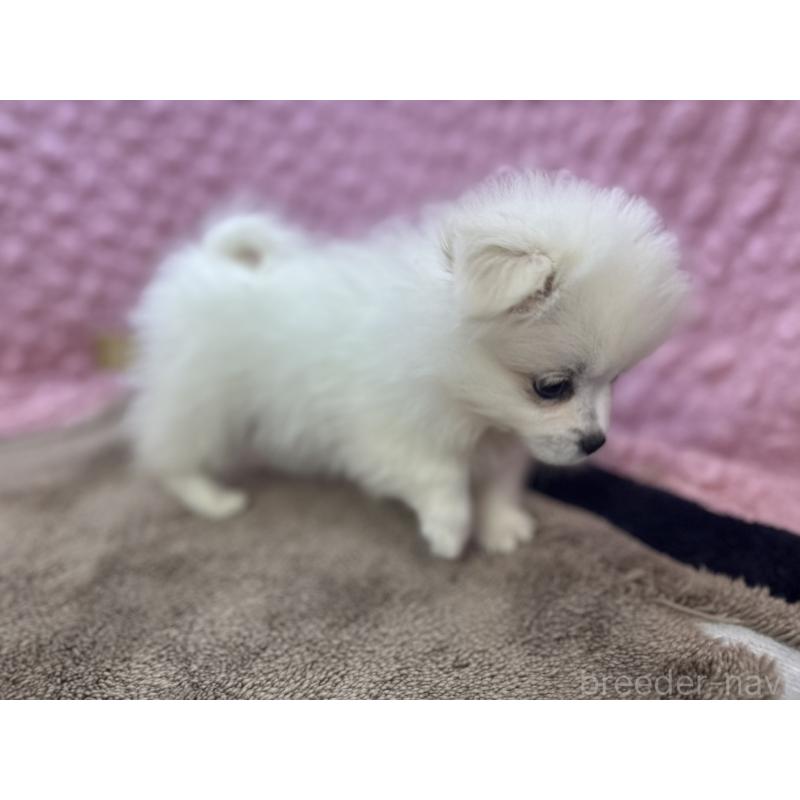 販売中の茨城県のポメラニアン-447569の7枚目
