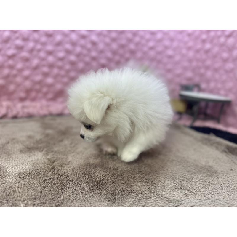 販売中の茨城県のポメラニアン-447569の6枚目