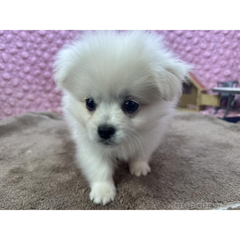 販売中の茨城県のポメラニアン-447569の5枚目