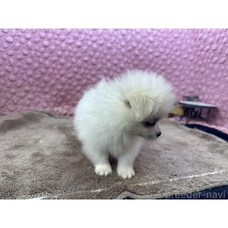 販売中の茨城県のポメラニアン-447569の4枚目