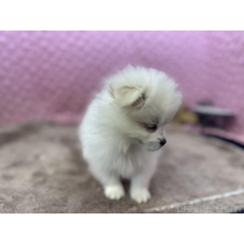 販売中の茨城県のポメラニアン-447569の3枚目