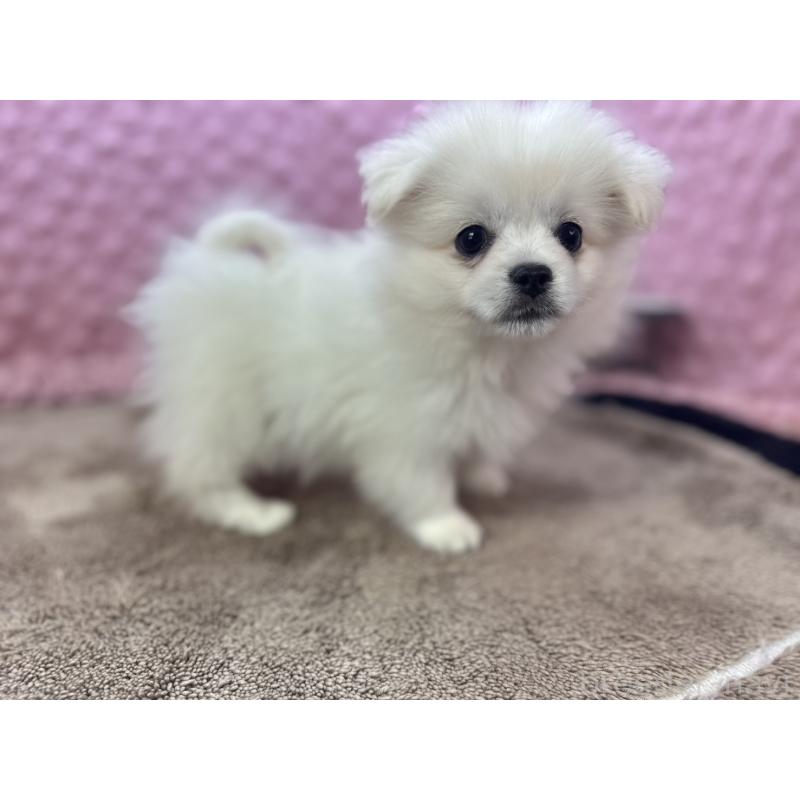 販売中の茨城県のポメラニアン-447569の2枚目