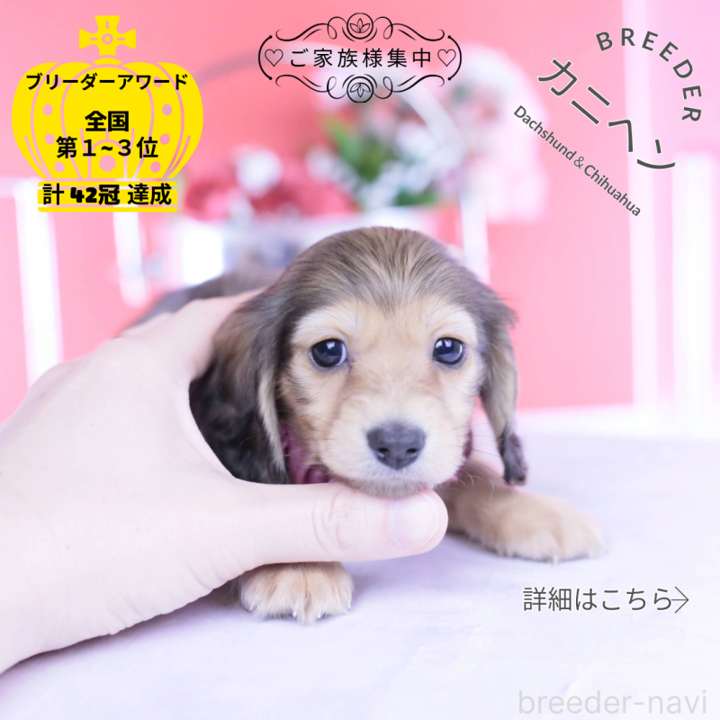 販売中の愛知県のカニンヘンダックスフンド(ロングヘアード)-444151