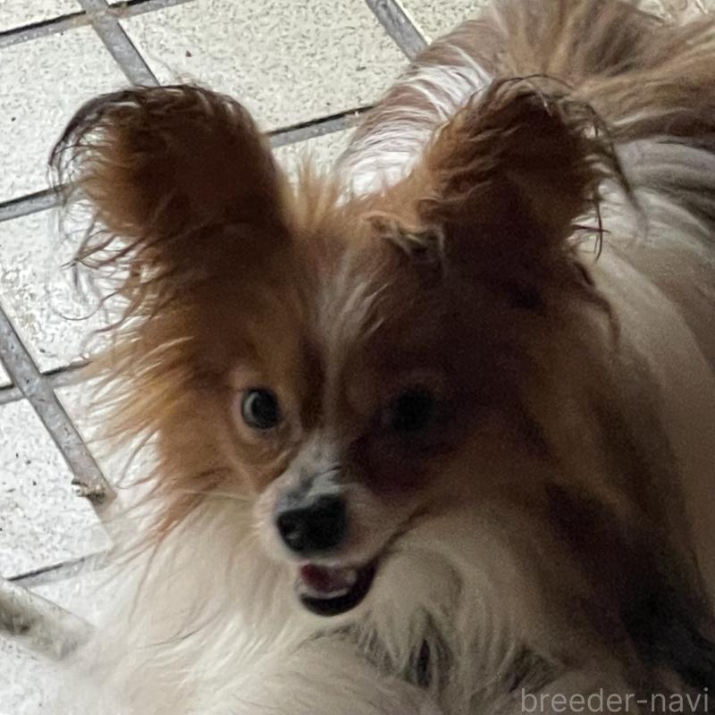 シックくん1枚目